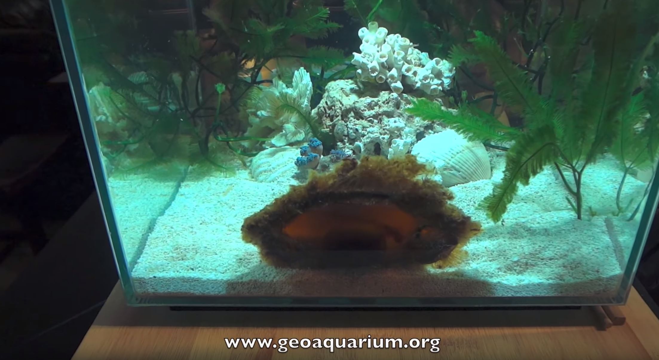 GeoAquarium-bamboo-shark-egg-case-project