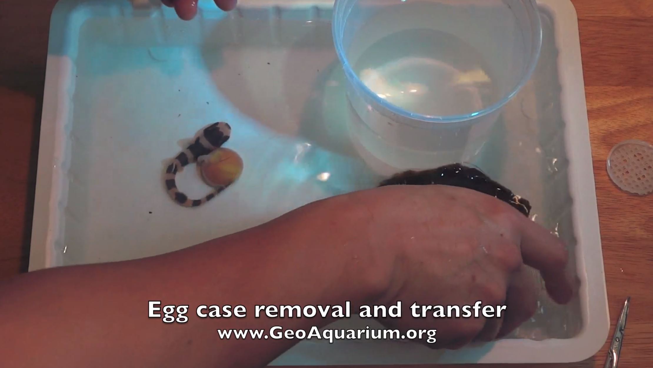 bamboo-shark-egg-case-removal-transfer